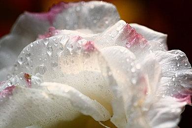 《幻兽帕鲁》Steam玩家数量减少97% 游戏缺乏新内容